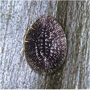  Coccidae:  Eucalymnatus tessellatus  in situ 
 Photo by Ray Gill 